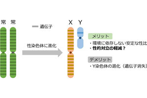 都立大、性染色体が雌雄の対立を軽減することをハエを用いた研究で確認