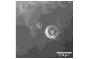 ナノバブルは泡ではない？ 重力により沈む様子を顕微鏡で観測 九州工業大など