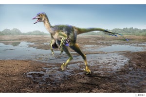 2010年に兵庫県で発見された恐竜化石は新属新種、ひとはくなどが同定