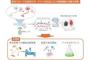 産総研、神経細胞の活動を非侵襲的で迅速かつ正確に評価するシステムを開発