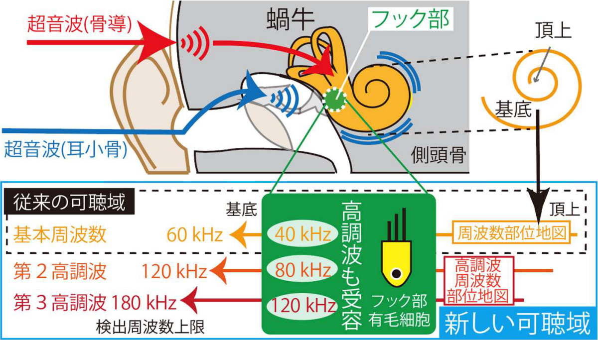 超音波検出時のフック部有毛細胞の動作原理と新しい可聴域