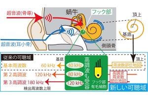 岐阜大など、ヒトが超音波を内耳で受容する「超音波聴覚」の仕組みを解明
