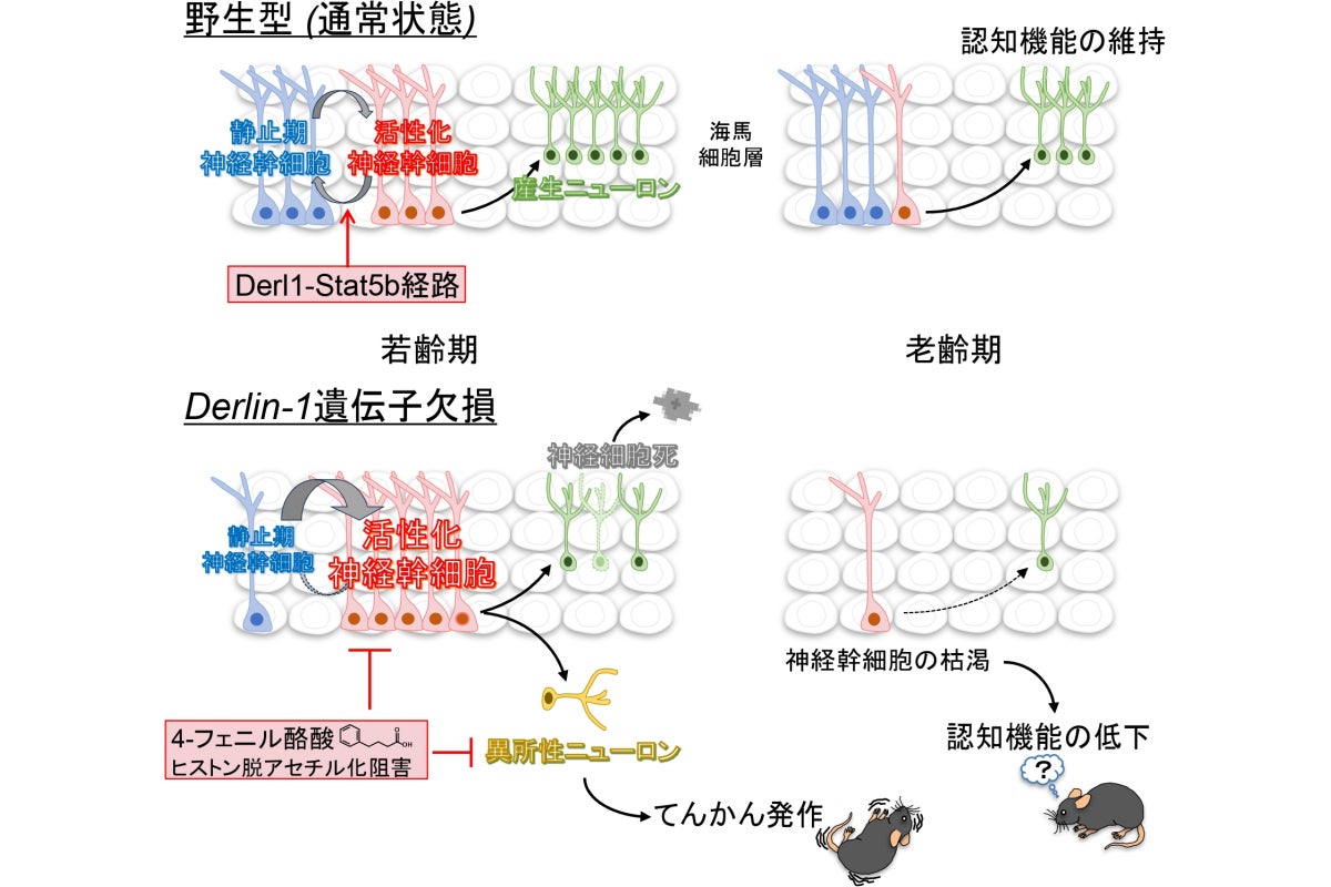 今回の研究成果の概略図