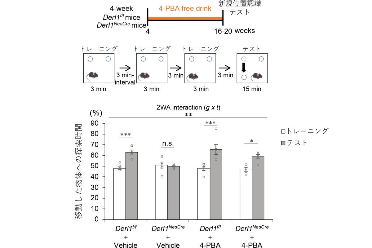 Derlin-1遺伝子欠損による認知機能障害と4-PBAによる改善