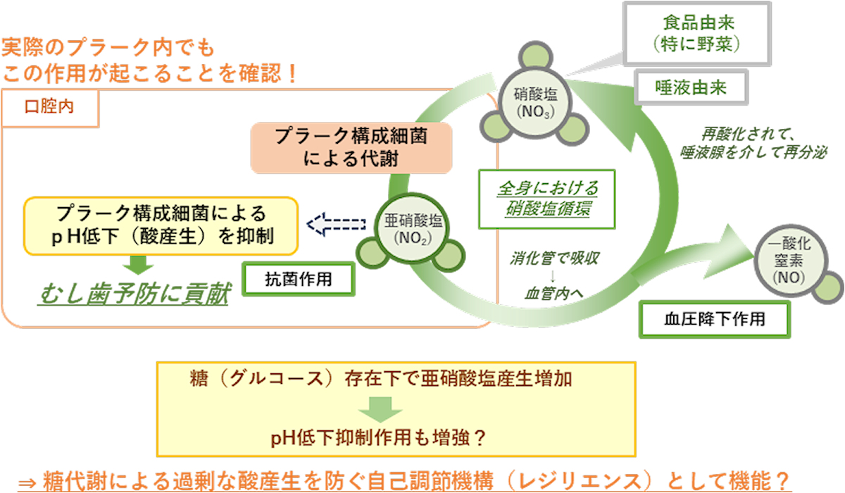 今回の研究の概要