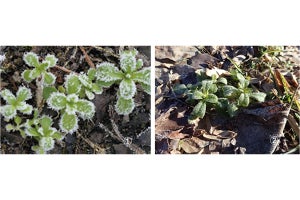 厳冬期の凍結を経験した越冬性植物は寒さに強くなる！ - 岩手大の研究