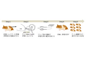 理研など、日本人に多い痩せ型糖尿病の病態モデル動物の開発に成功