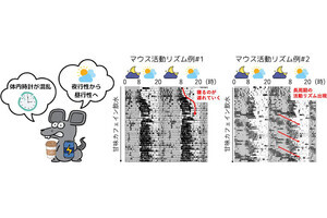 広島大、甘味カフェイン飲水が体内時計を大きく狂わせることを確認