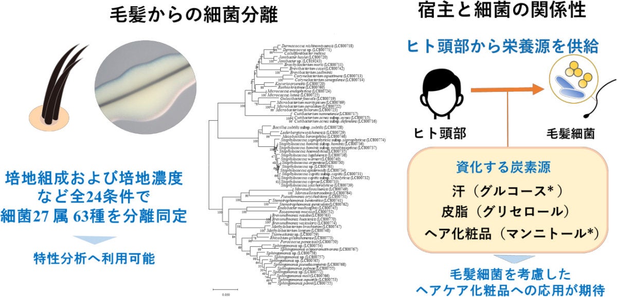 毛髪分離細菌の獲得と資化性評価