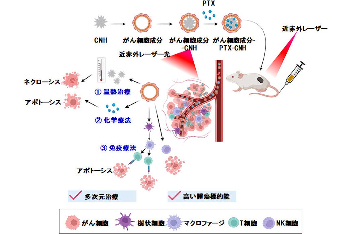 がん細胞成分を被覆したナノ粒子の作製と今回の研究の概念