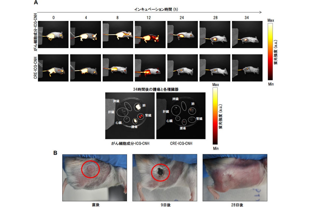 ナノ粒子をがん患部に集積・可視化し、光照射によりがんを治療