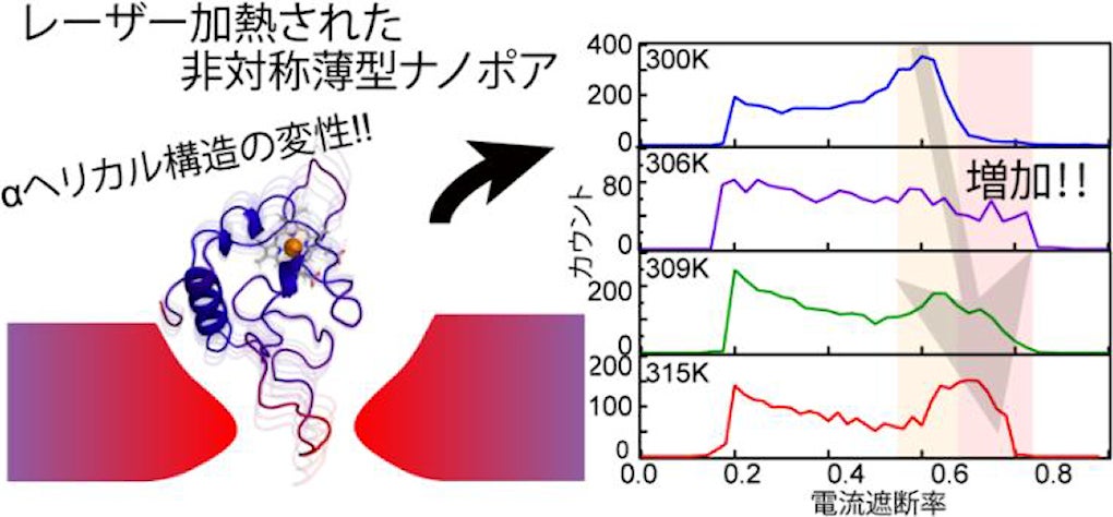 レーザー加熱された非対称薄型ナノポアによるシトクロムcの検出