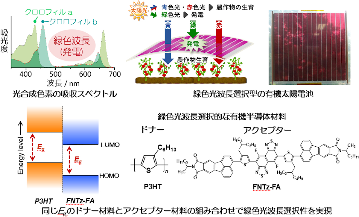 今回の研究で開発された緑色光波長選択型有機太陽電池の概要