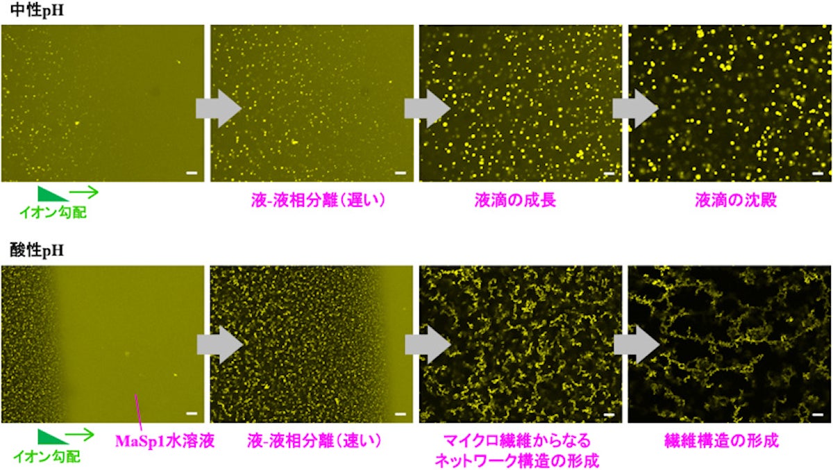 階層的な構造を持つ人工クモの糸繊維の製造