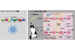 大阪公大、遺伝子挿入がない高品質ネコiPS細胞の安定作製に成功