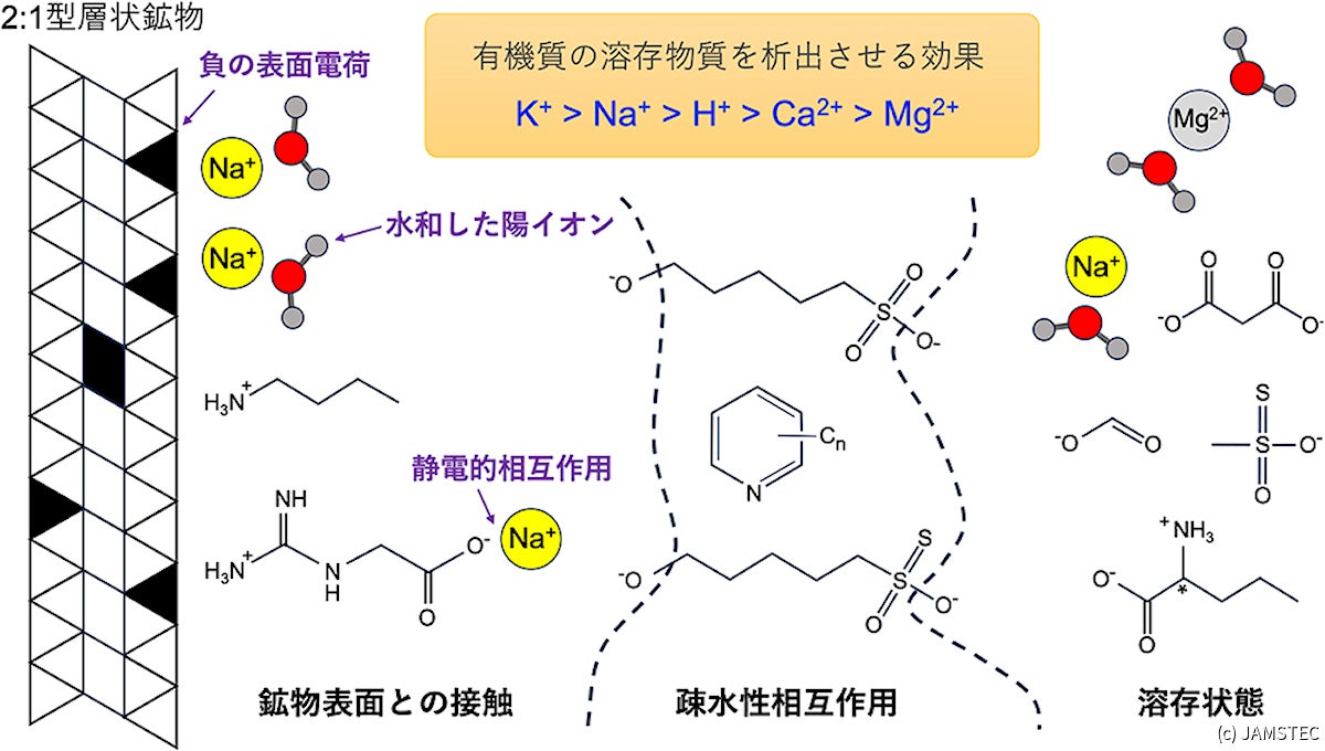 リュウグウの陽イオン-有機物-鉱物間の相互作用を説明する概念モデル