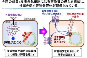 岡山理科大、舌と同じく皮膚にも有害物質を感知する苦味受容体があると発表