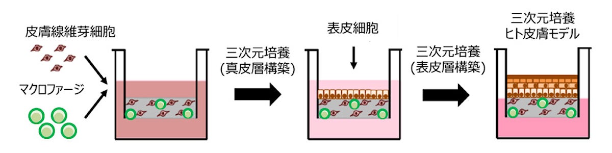 ヒトiPS細胞由来マクロファージを組み込んだ3D培養ヒト皮膚モデルの作製方法
