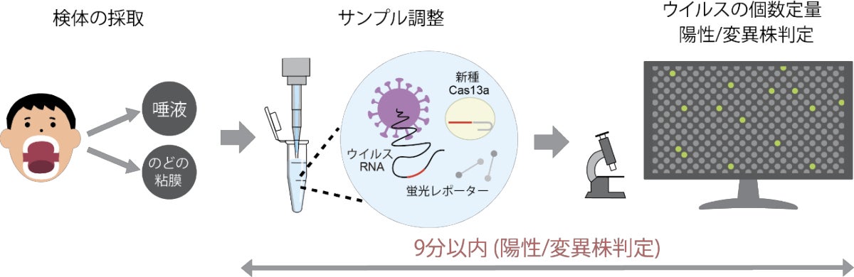 独自のウイルス感染症の遺伝子検査法(SATORI法)