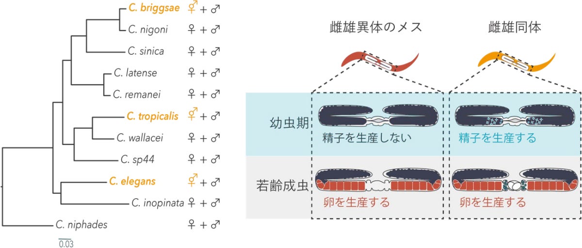 ゲノム解析に使用された種とその繁殖様式