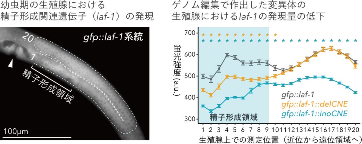 ゲノム編集による加速進化CNEの機能の検証