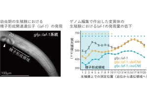 東北大など、雌雄同体生物の進化に関するメカニズムの一端を解明