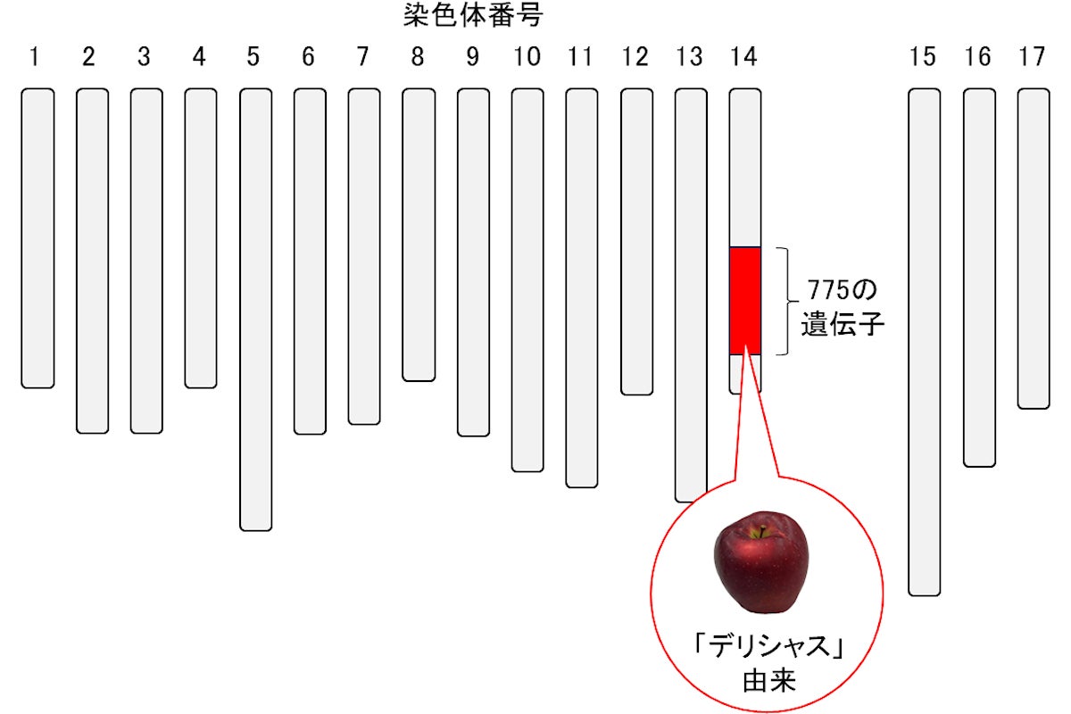 第14番染色体に検出された蜜入りと高い関連を示す領域