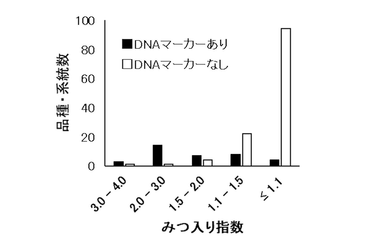 品種・系統におけるDNAマーカーの有無と蜜入りの関係