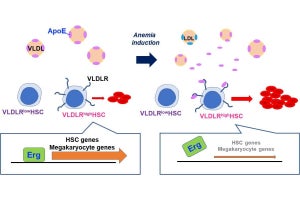 熊本大、急激な貧血が生じた時に赤血球を増やすための新たな仕組みを発見