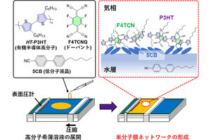 立教大など、有機半導体高分子を用いて脳機能を模倣したネットワークを作成