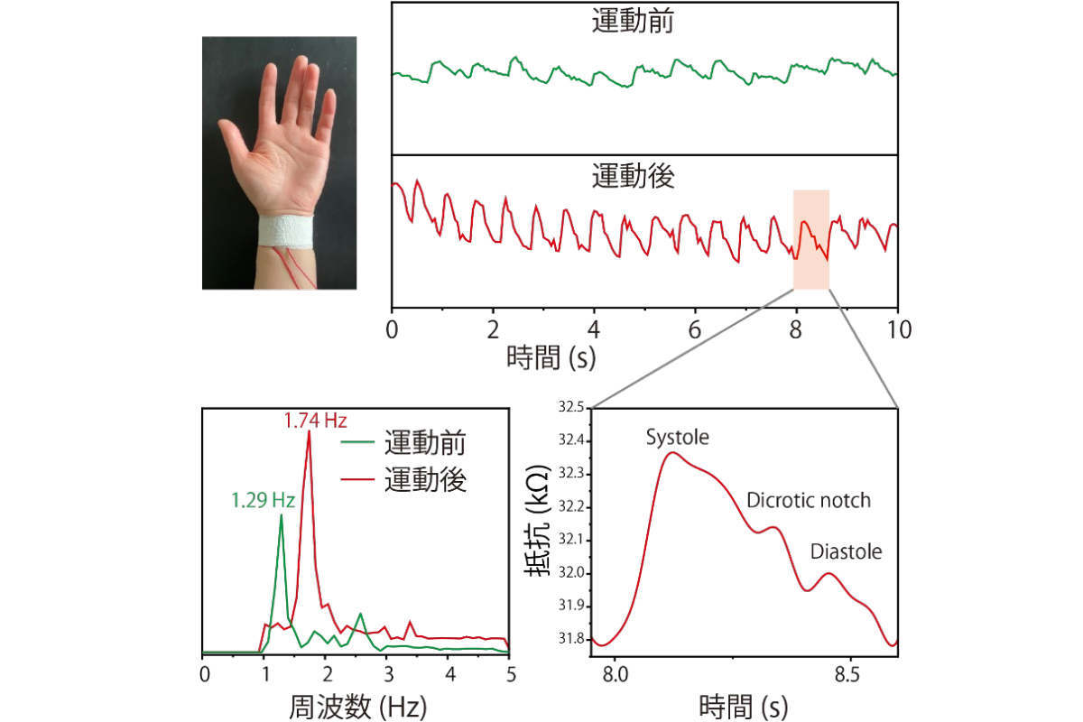 CrGT薄膜/ポリイミド基板により構成される脈拍センサで測定した脈拍データ