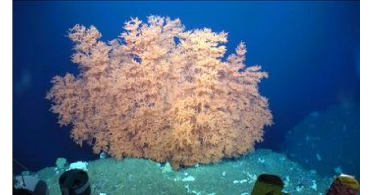 7000年以上生きるサンゴ群体、琉球大などが水深525mの南日本の
