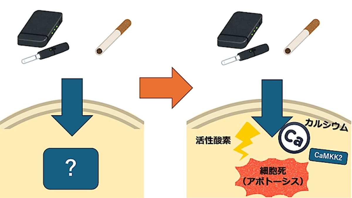 加熱式たばこや紙たばこのガス相成分の細胞毒性