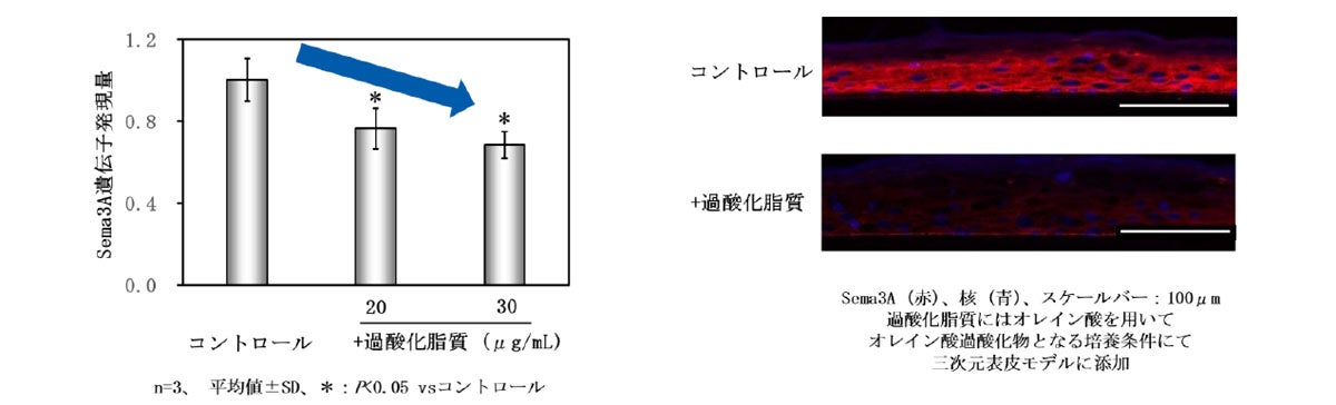 表皮角化細胞における過酸化脂質によるSema3A遺伝子発現量の変化