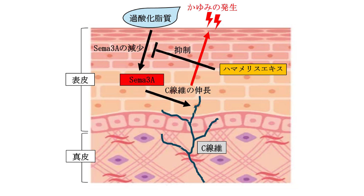 研究成果のイメージ