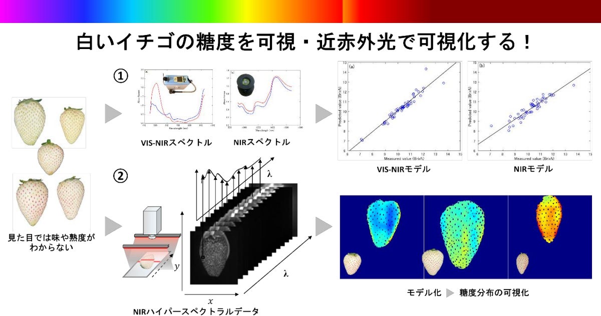 分光法での白イチゴの糖度可視化技術とNIRHSI法を用いた白イチゴの糖度の空間的分布調査技術が開発された