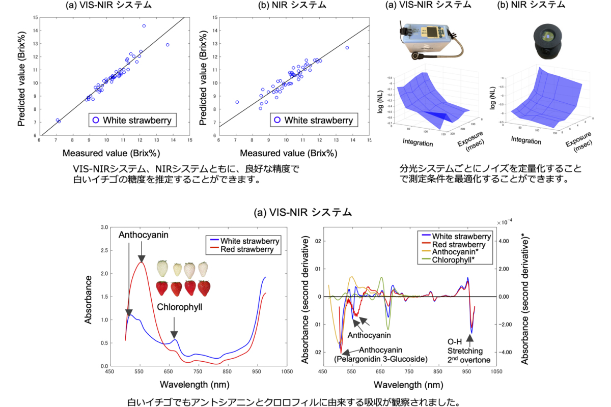 (上段左)可視-近赤外分光システム、近赤外分光システムでの白イチゴの糖度推定精度。(上段右)分光システムごとのノイズを定量化。(下段)白いイチゴでもアントシアニンとクロロフィルに由来する吸収が観察された