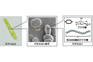 ミドリムシ由来の接着材を開発 - 自動車構造材にも適用可能な接着強度を実現