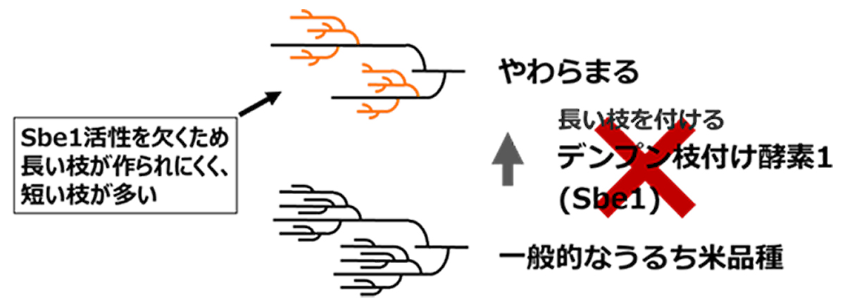 「やわらまる」のアミロペクチン分子構造の特徴