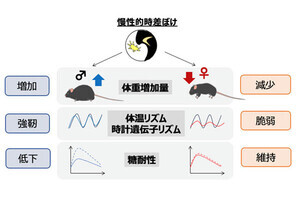 メスの体内時計は時差ぼけに弱い。マウス実験で九大が発見、性差に基づくヒトの健康管理に期待