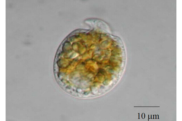 西表島近海の生物が持つ抗がん作用のある天然化合物の合成に成功 中央大と高知大