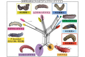 1種だとされていた「ハゲナマコ属」本当は10種と判明！ - 科博などの調査