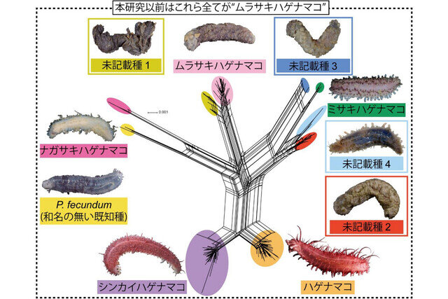 1種だとされていた「ハゲナマコ属」本当は10種と判明！ - 科博などの調査