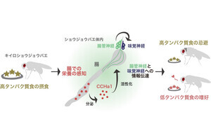 過剰なタンパク質接触を防ぐために体内で分泌される腸内分泌細胞とは？