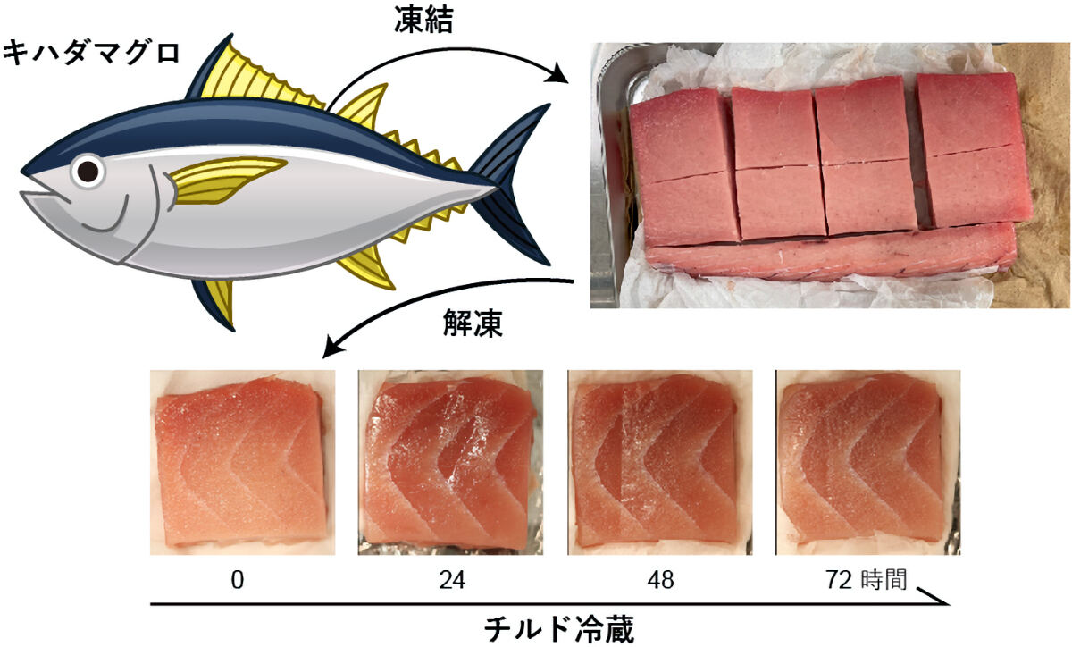 キハダマグロの冷蔵熟成