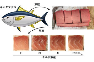 マグロ刺身の“食べごろ”を散乱光で評価する新技術！ - 理研などが開発