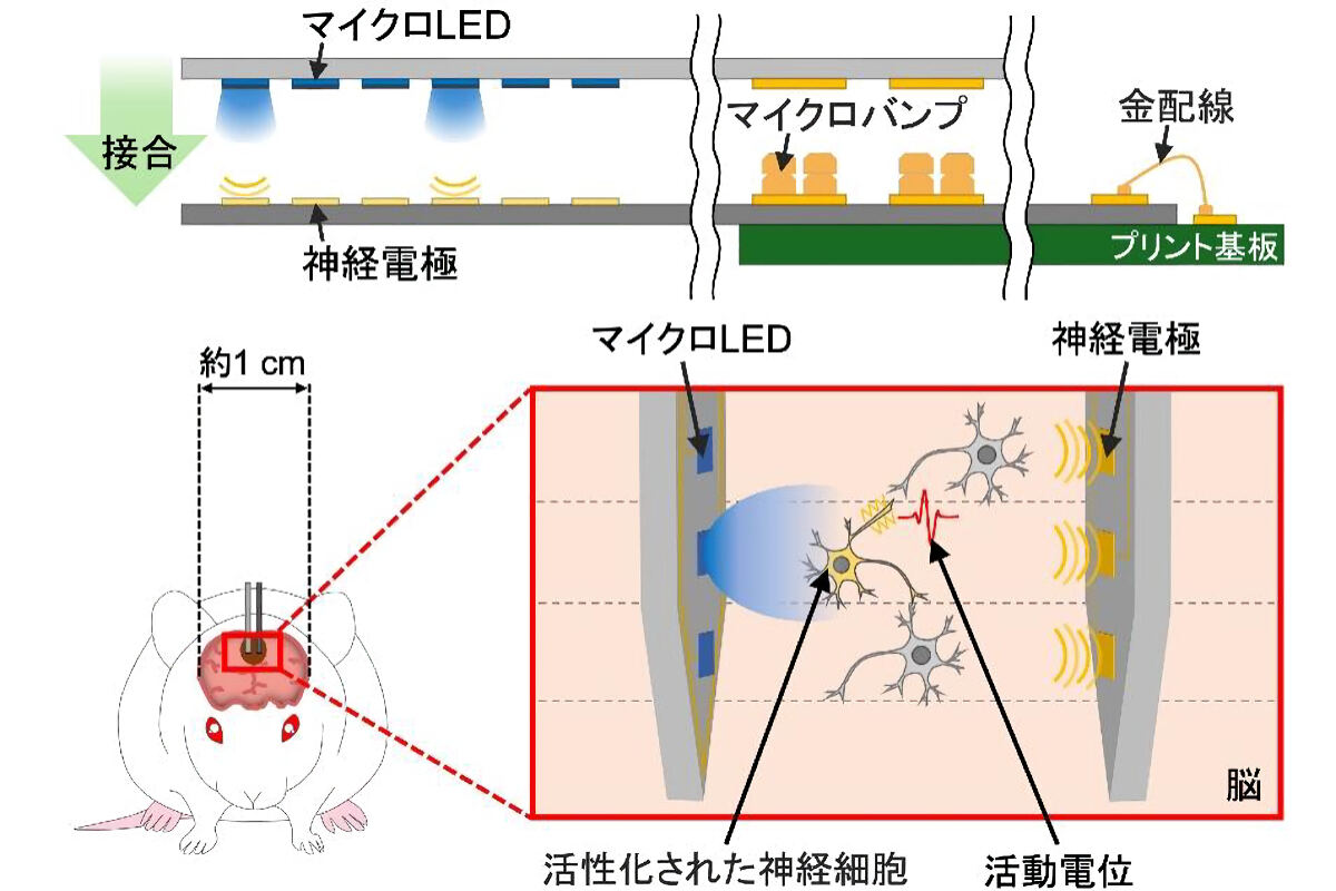 マイクロLEDと神経電極を統合したハイブリッドプローブの概要