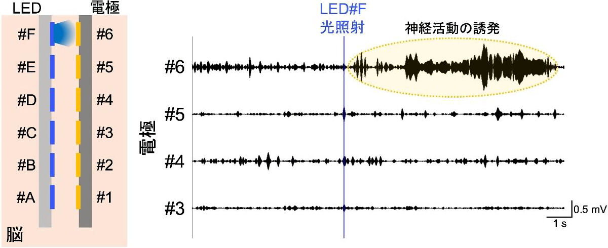 LED光照射によるマウス脳の神経活動誘発の記録