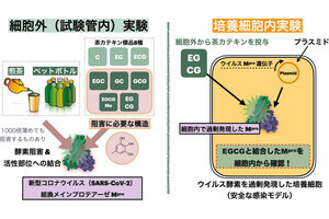 兵庫県立大など、緑茶の茶カテキンが新型コロナウイルス阻害に有効な可能性を確認