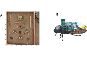 阪大、昆虫サイボーグ用の自律的バイオハイブリッドナビゲーションを開発